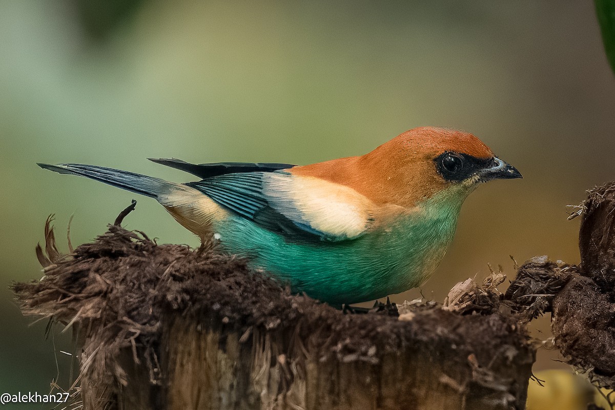 Chestnut-backed Tanager - Eleuterio Ramirez