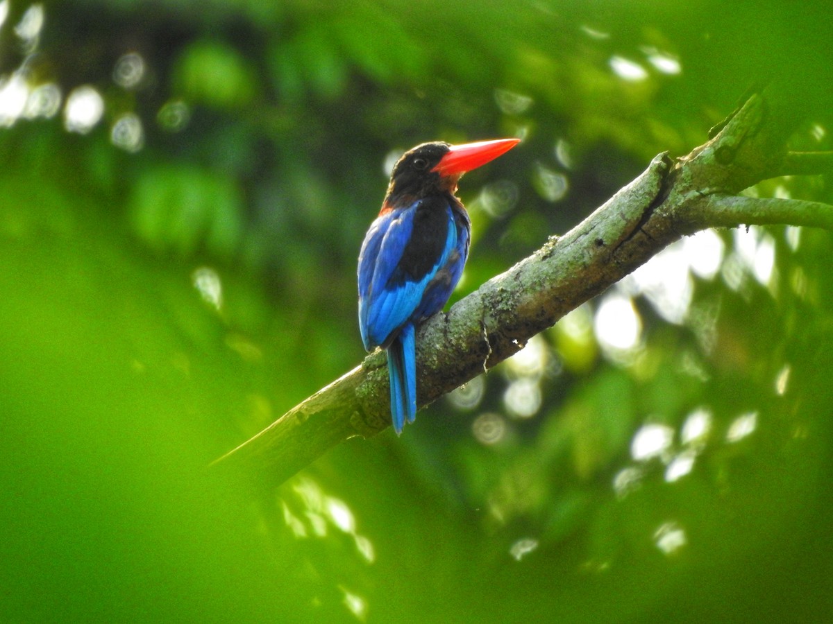 Javan Kingfisher - ML622995857