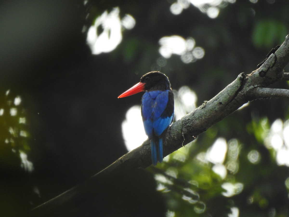 Javan Kingfisher - ML622995858
