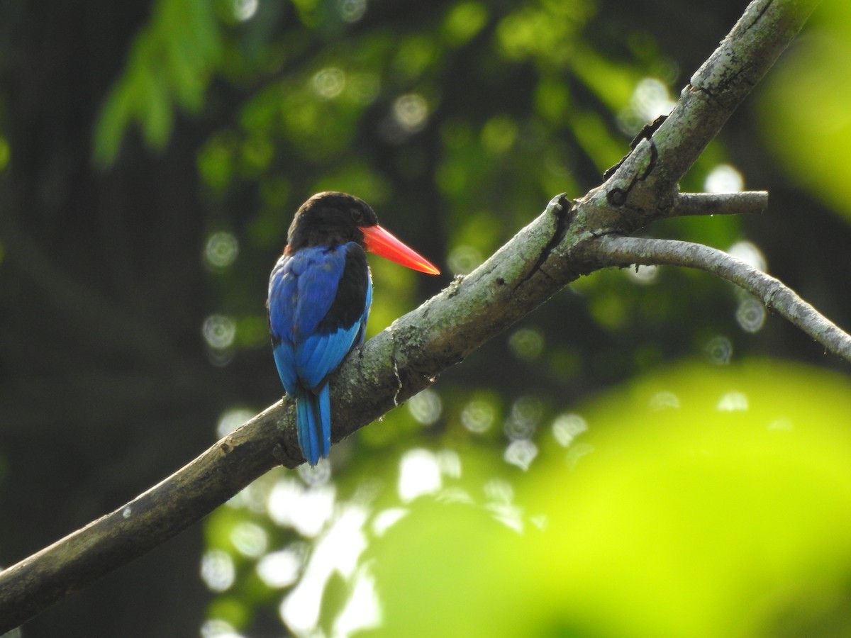 Javan Kingfisher - ML622995859