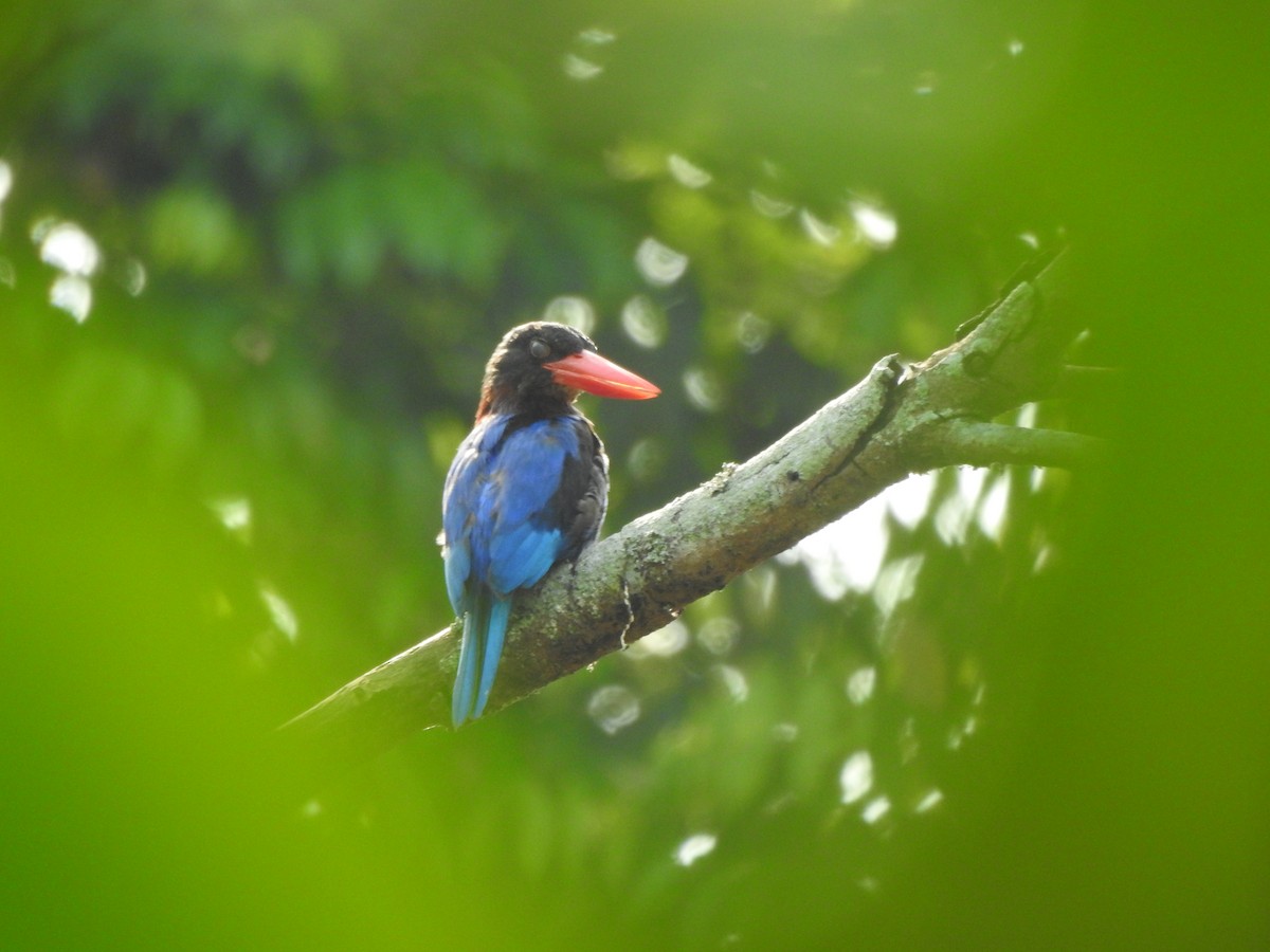 Javan Kingfisher - ML622995860