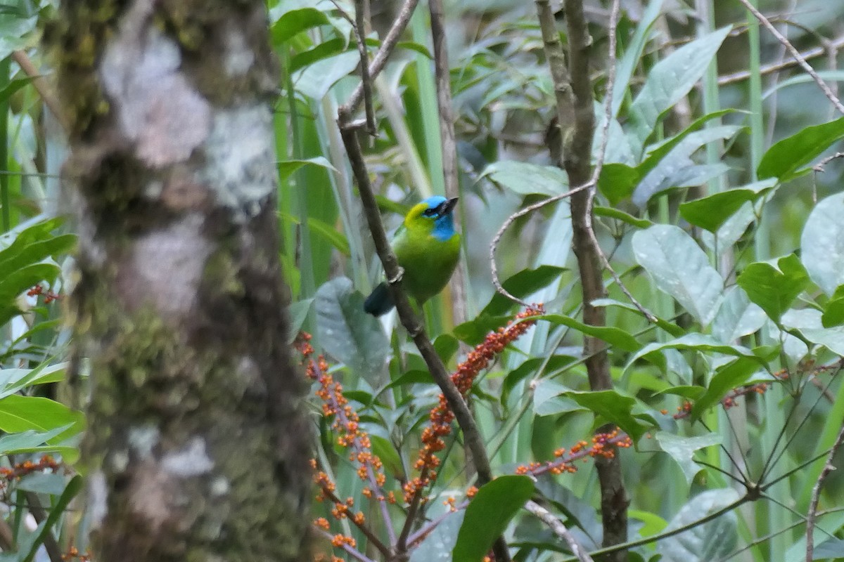 Golden-naped Barbet - Karen  Hamblett