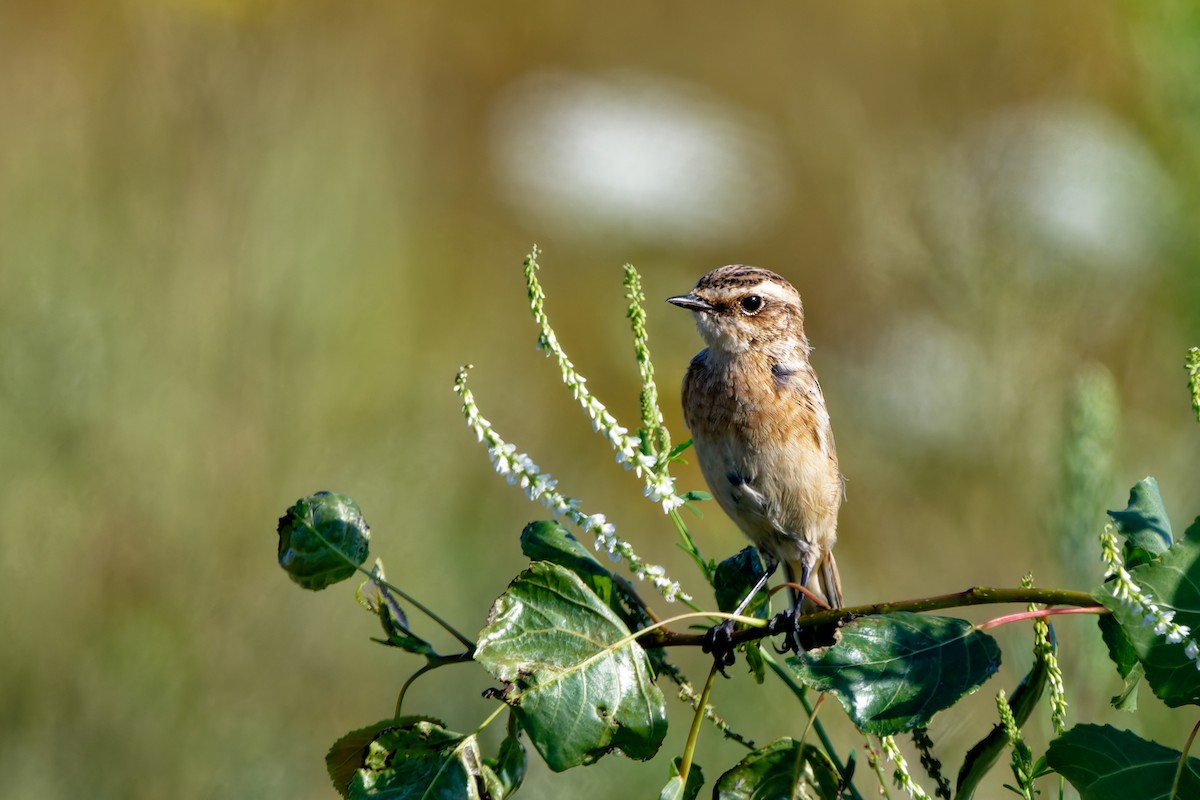 Whinchat - ML622995978