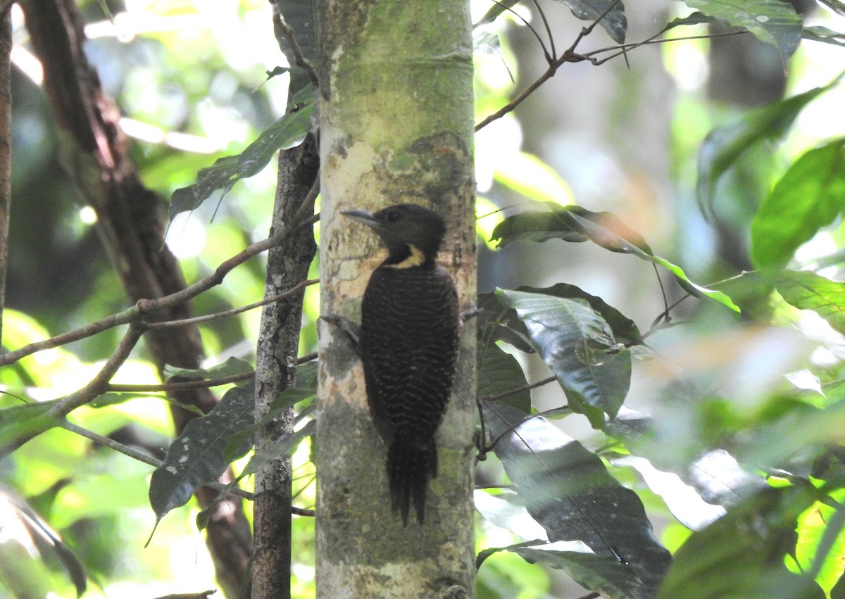 Buff-necked Woodpecker - ML622995982