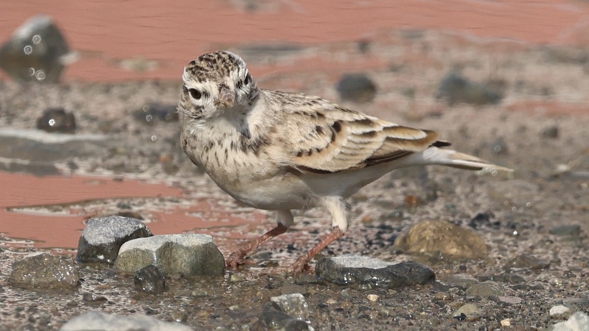 Turkestan Short-toed Lark - ML622996020