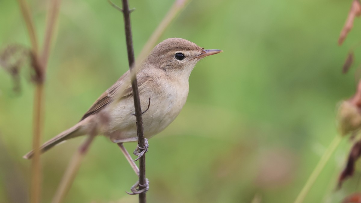 Booted Warbler - birol hatinoğlu