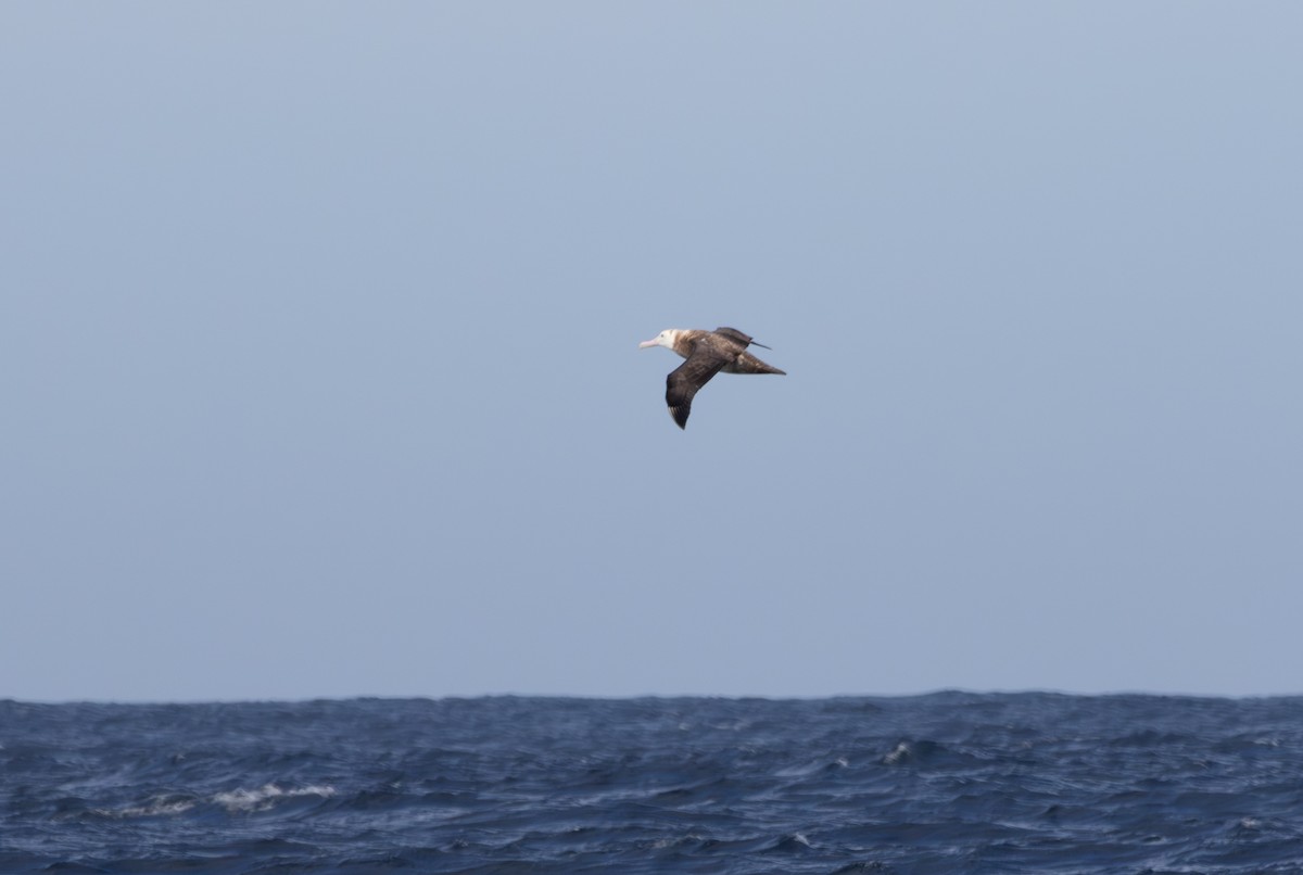 Antipodean Albatross (Gibson's) - ML622996026