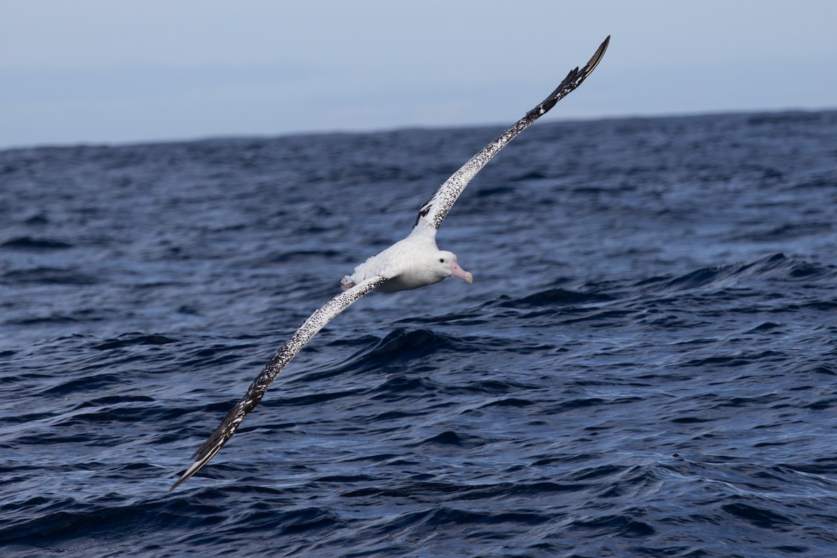 Antipodean Albatross (Gibson's) - ML622996051