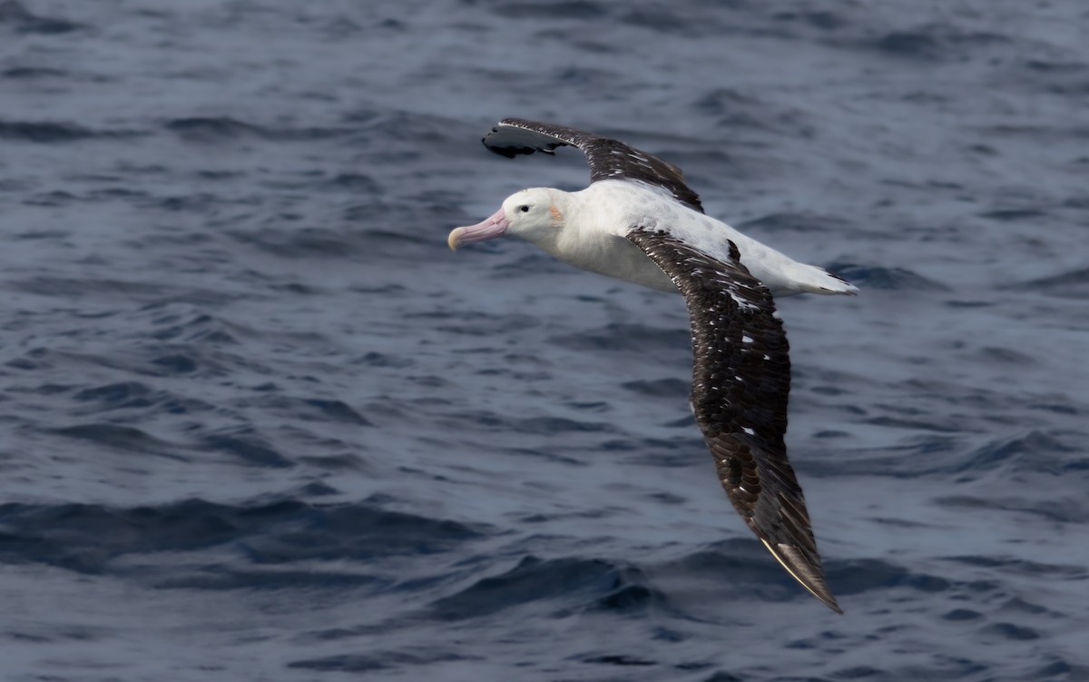 Antipodean Albatross (Gibson's) - ML622996058