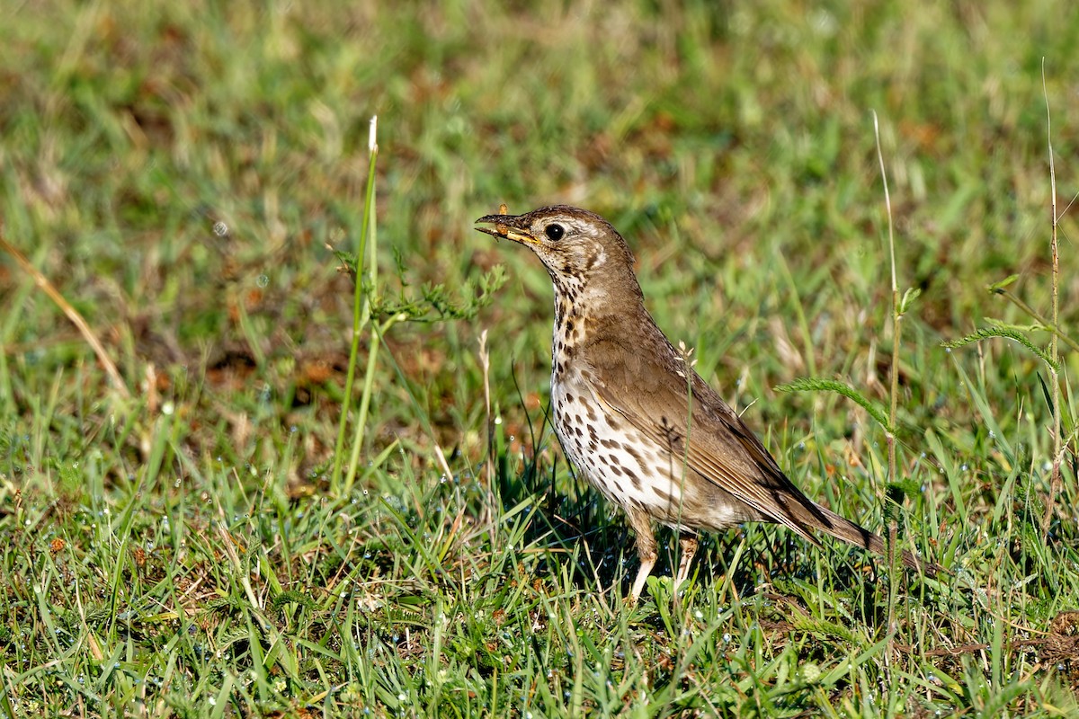 Song Thrush - ML622996063