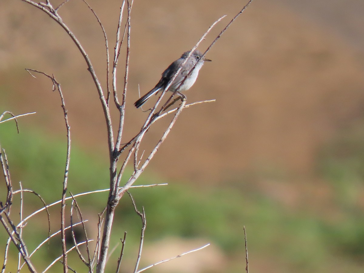 Blue-gray Gnatcatcher - ML622996064