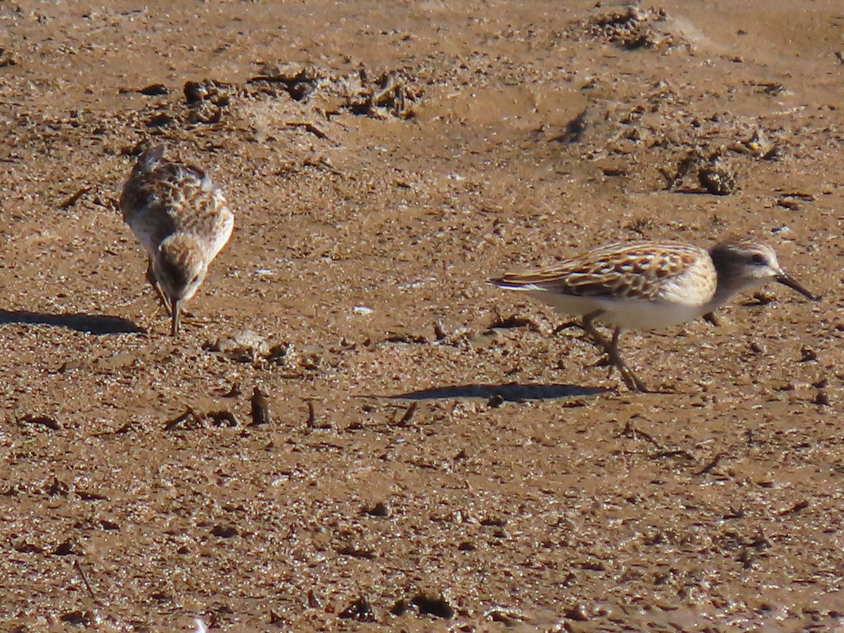 Least Sandpiper - ML622996067