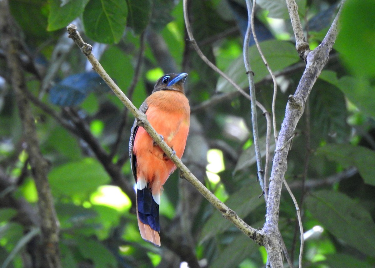 Rotbürzeltrogon - ML622996071