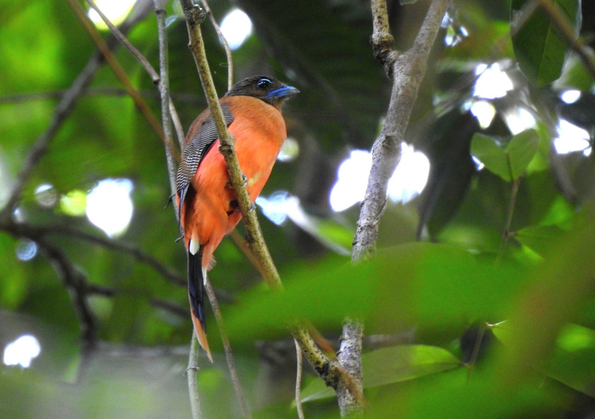 Rotbürzeltrogon - ML622996072