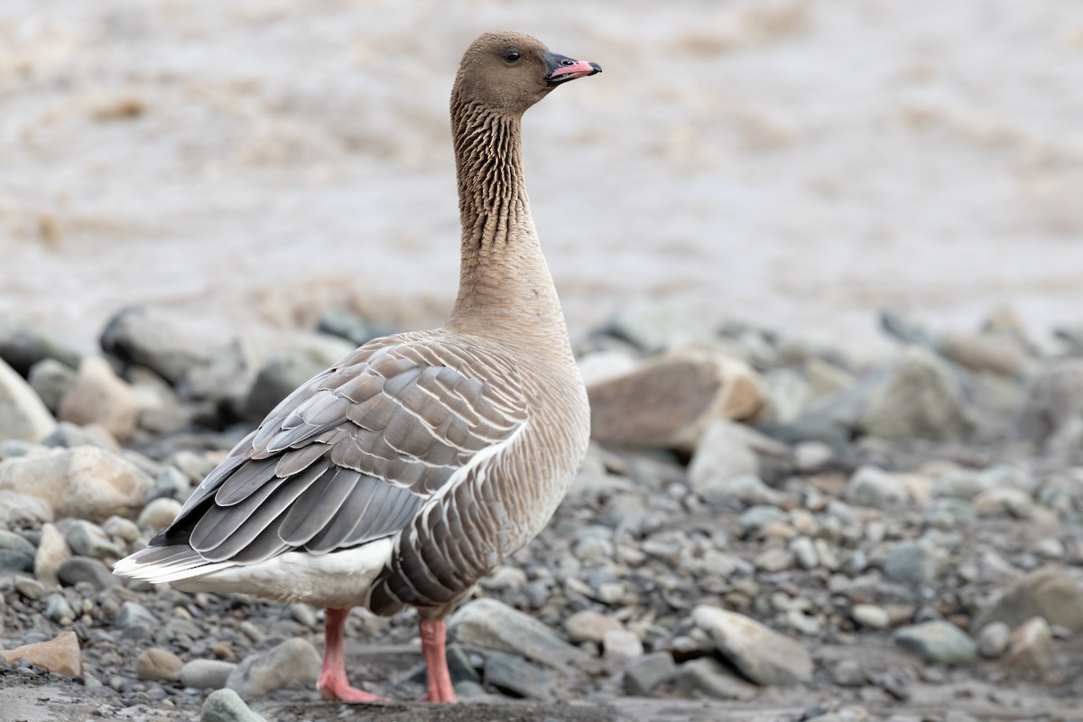 Pink-footed Goose - ML622996073