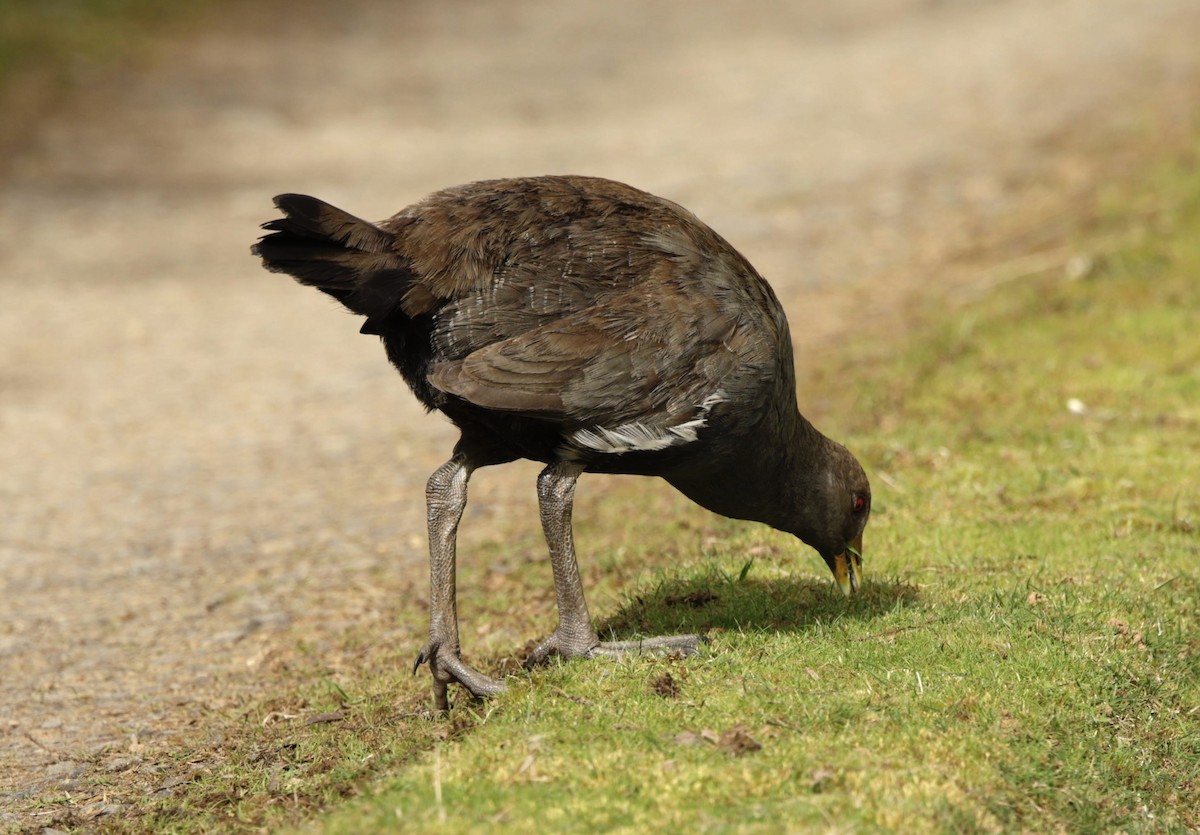 Tasmanian Nativehen - ML622996076