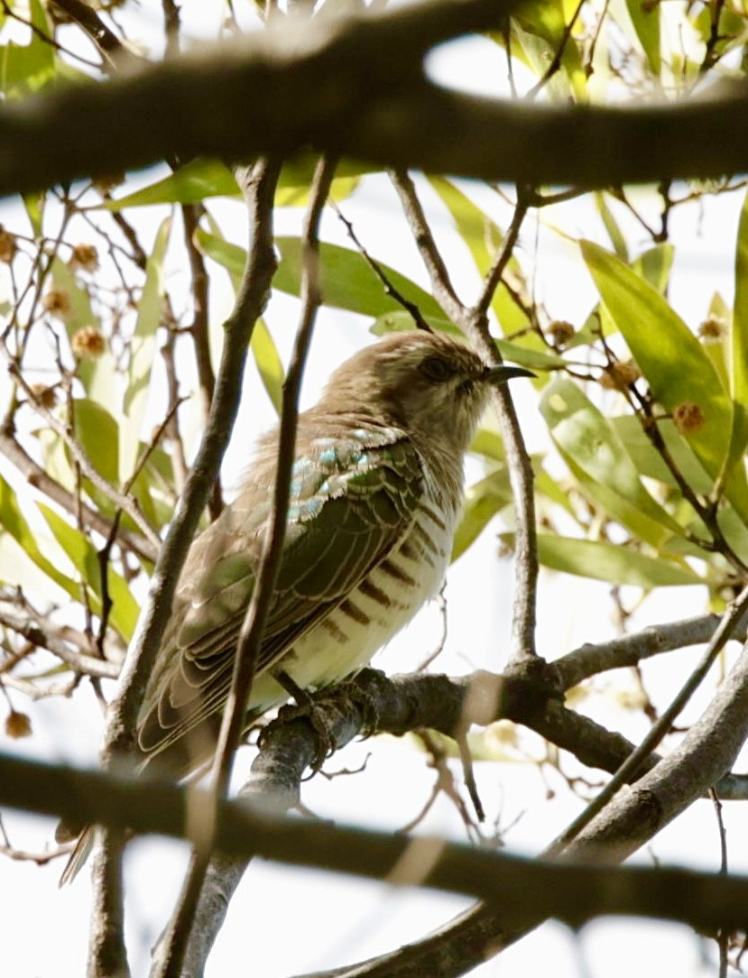 Shining Bronze-Cuckoo - ML622996082