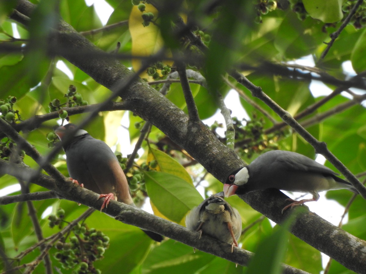Java Sparrow - ML622996083