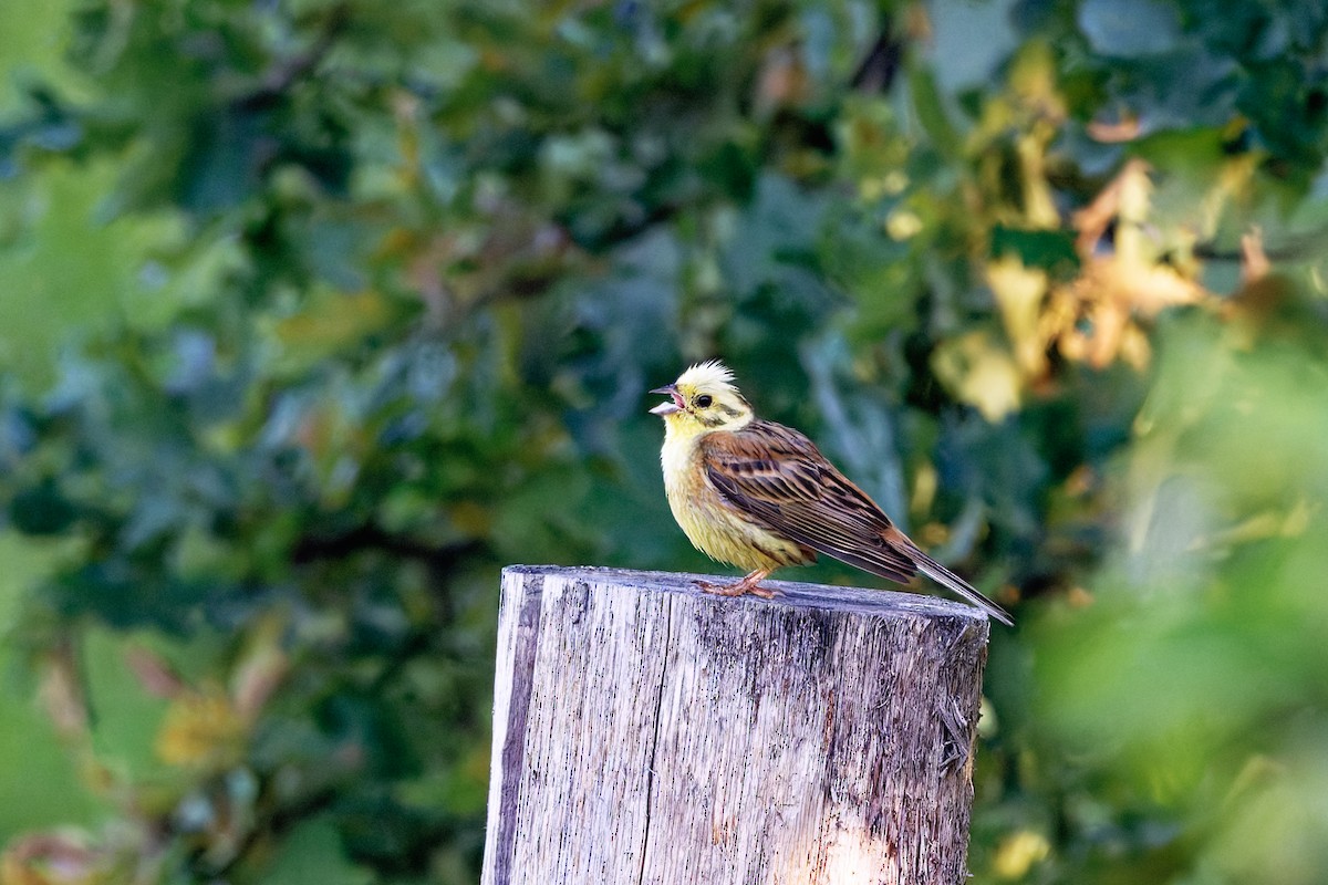 Yellowhammer - ML622996085