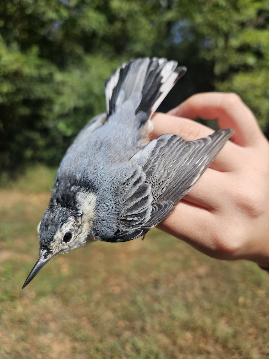 White-breasted Nuthatch - ML622996090