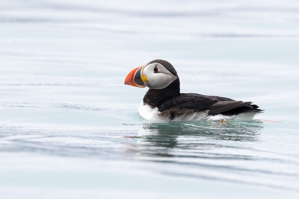 Atlantic Puffin - ML622996093