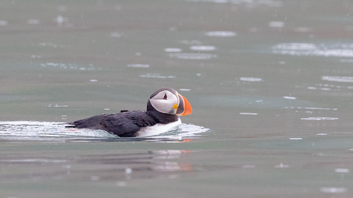 Atlantic Puffin - ML622996095