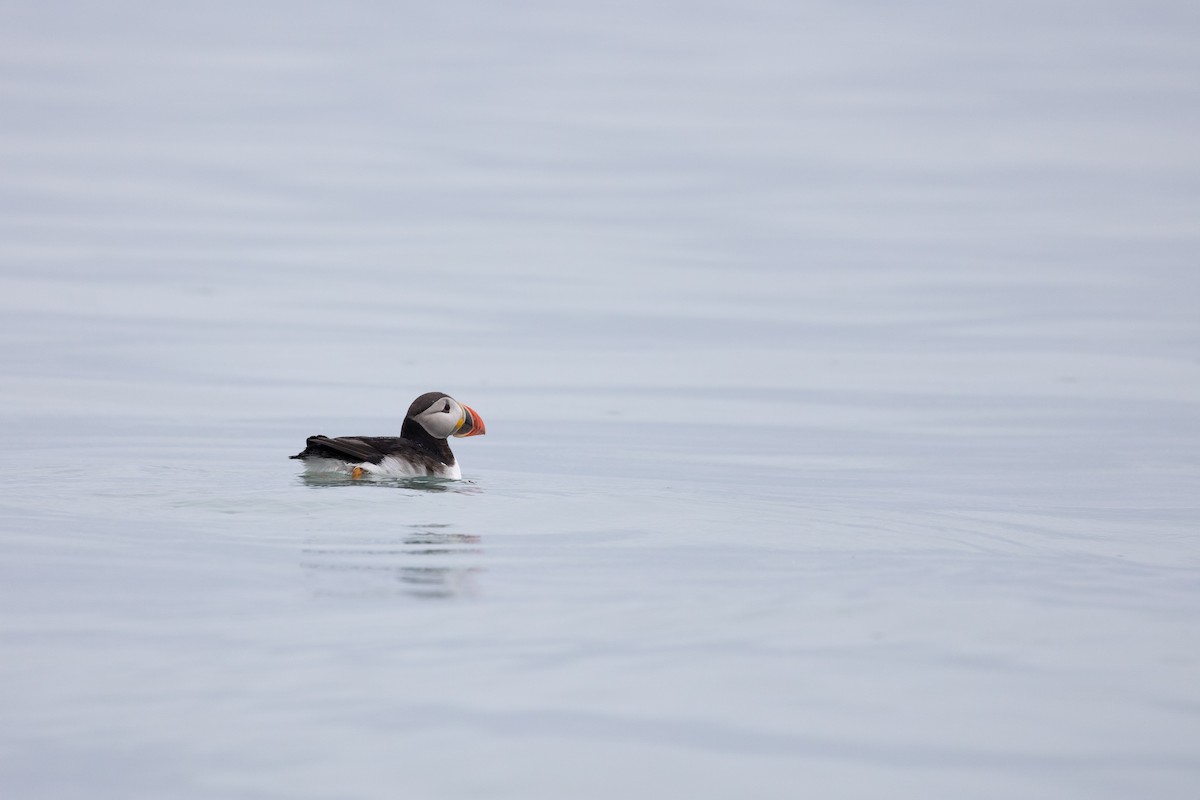 Atlantic Puffin - ML622996101