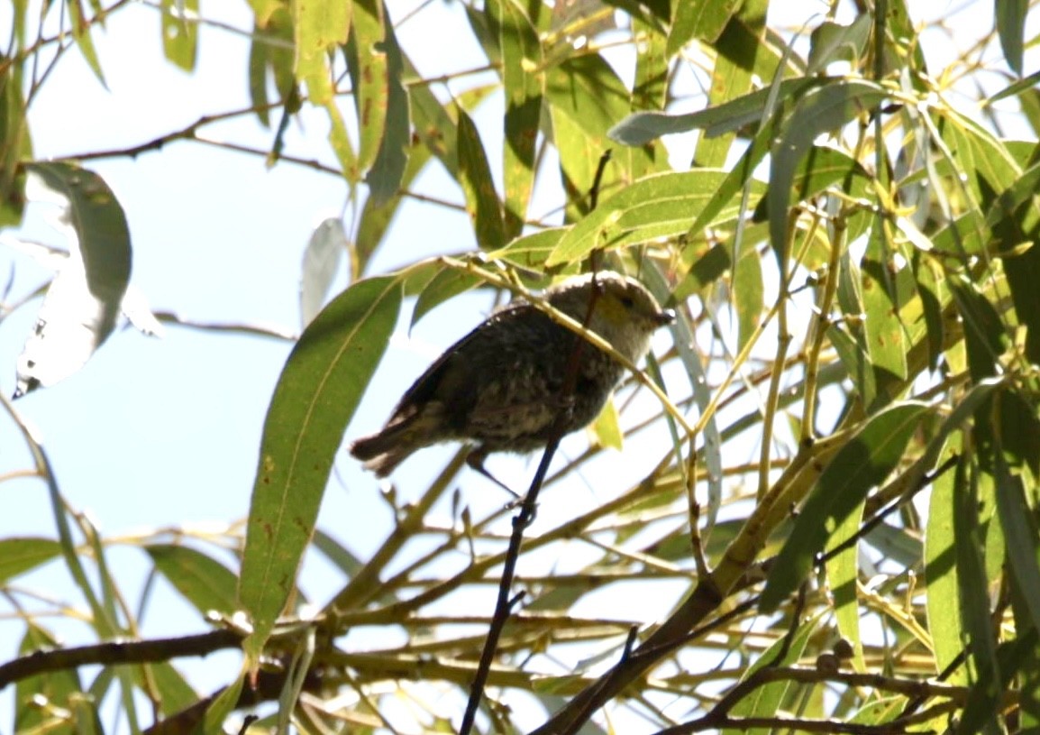 Forty-spotted Pardalote - ML622996112