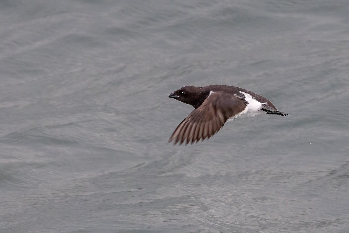 Dovekie - Daniel Danckwerts (Rockjumper Birding Tours)