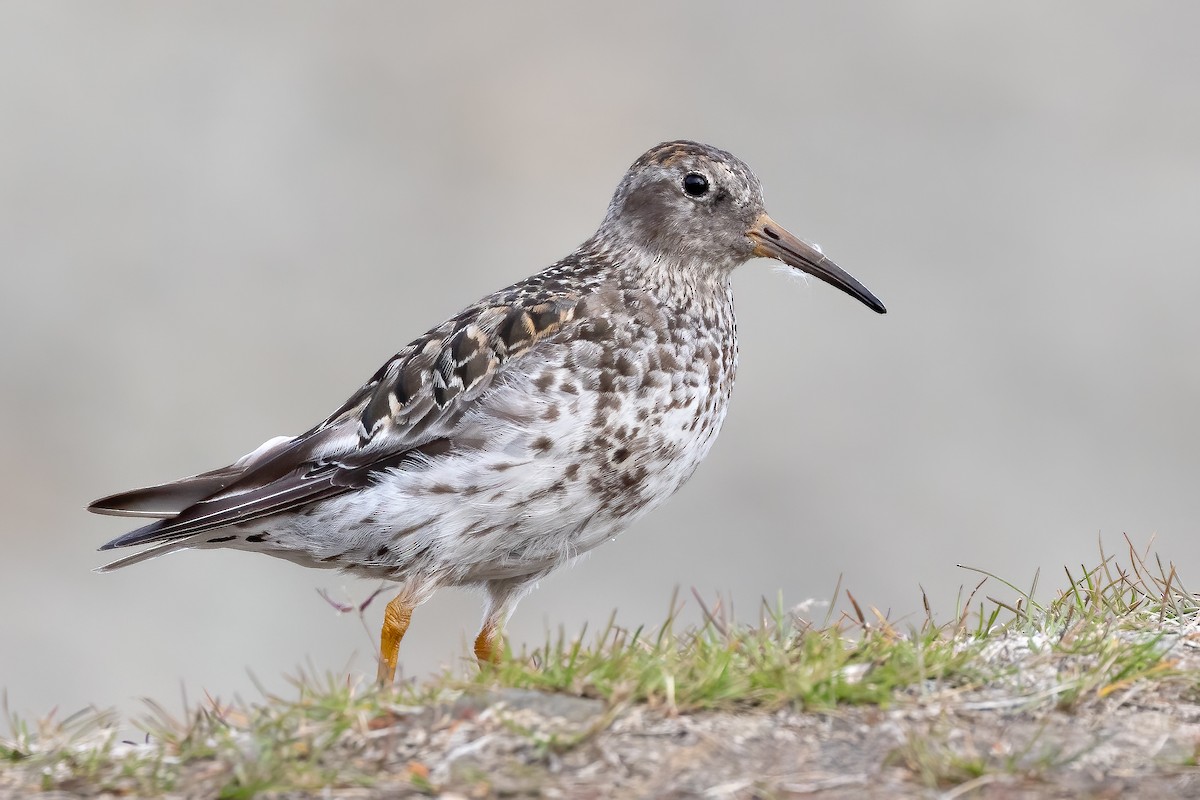 Purple Sandpiper - ML622996203