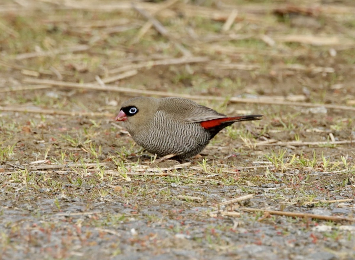 Beautiful Firetail - ML622996207