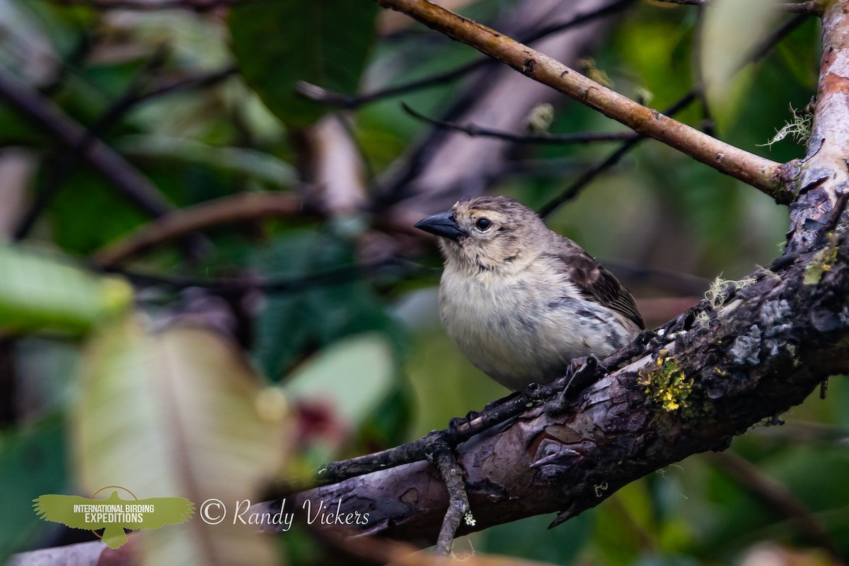 Woodpecker Finch - ML622996208