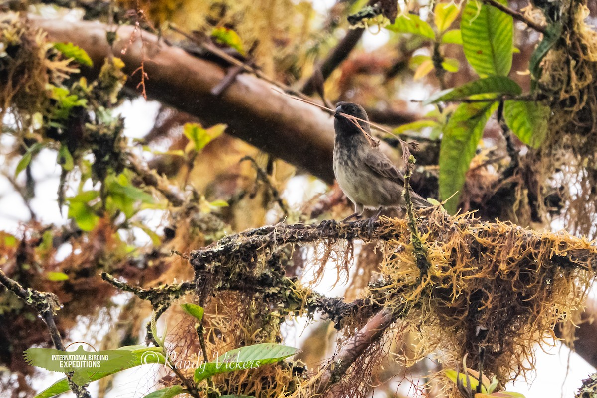 Small Tree-Finch - ML622996211