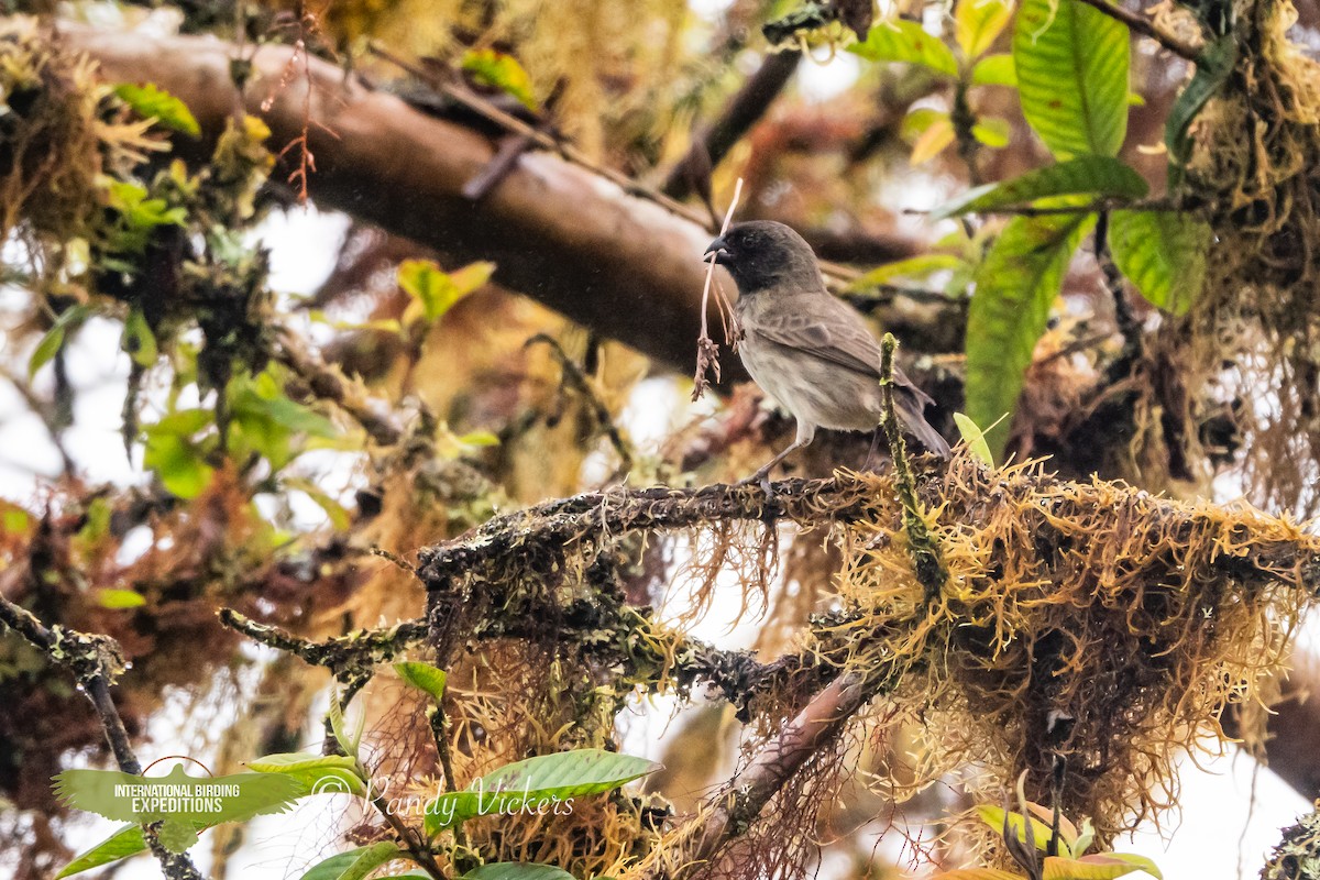 Small Tree-Finch - ML622996212