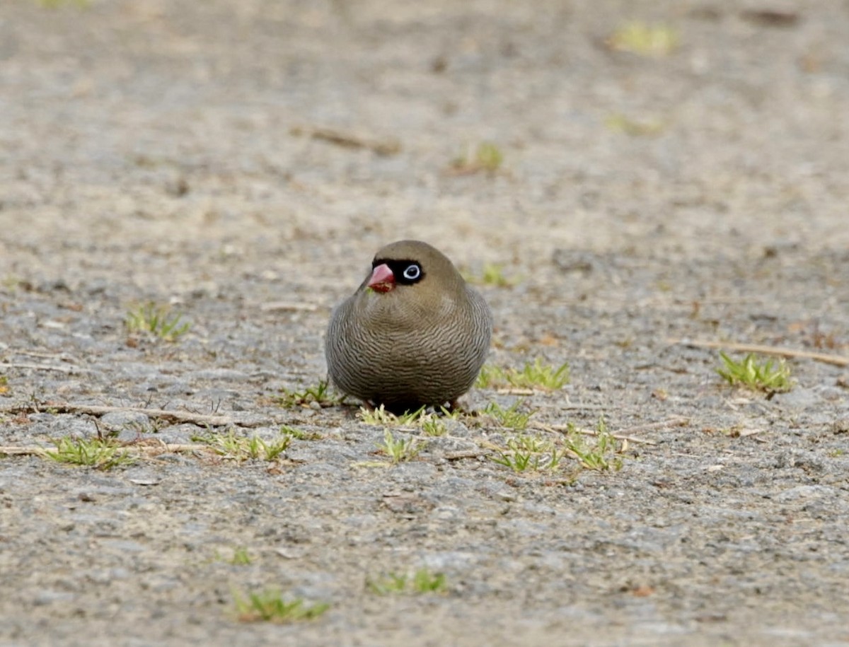 Beautiful Firetail - ML622996214