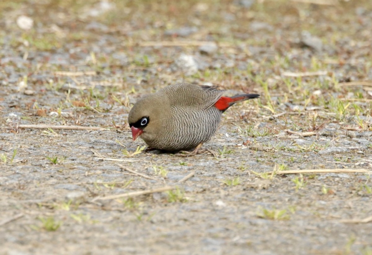 Beautiful Firetail - ML622996215