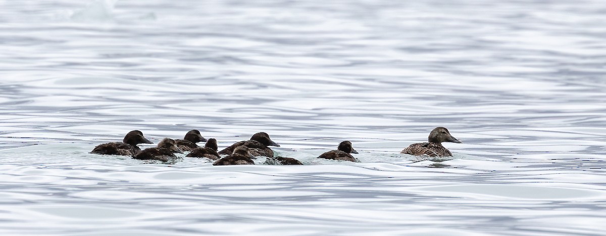 Common Eider (Northern) - ML622996223