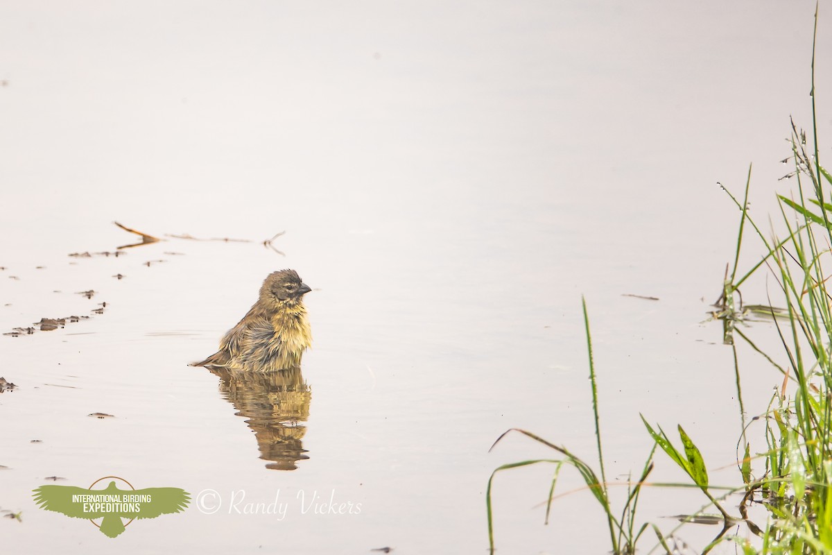 Small Ground-Finch - ML622996224