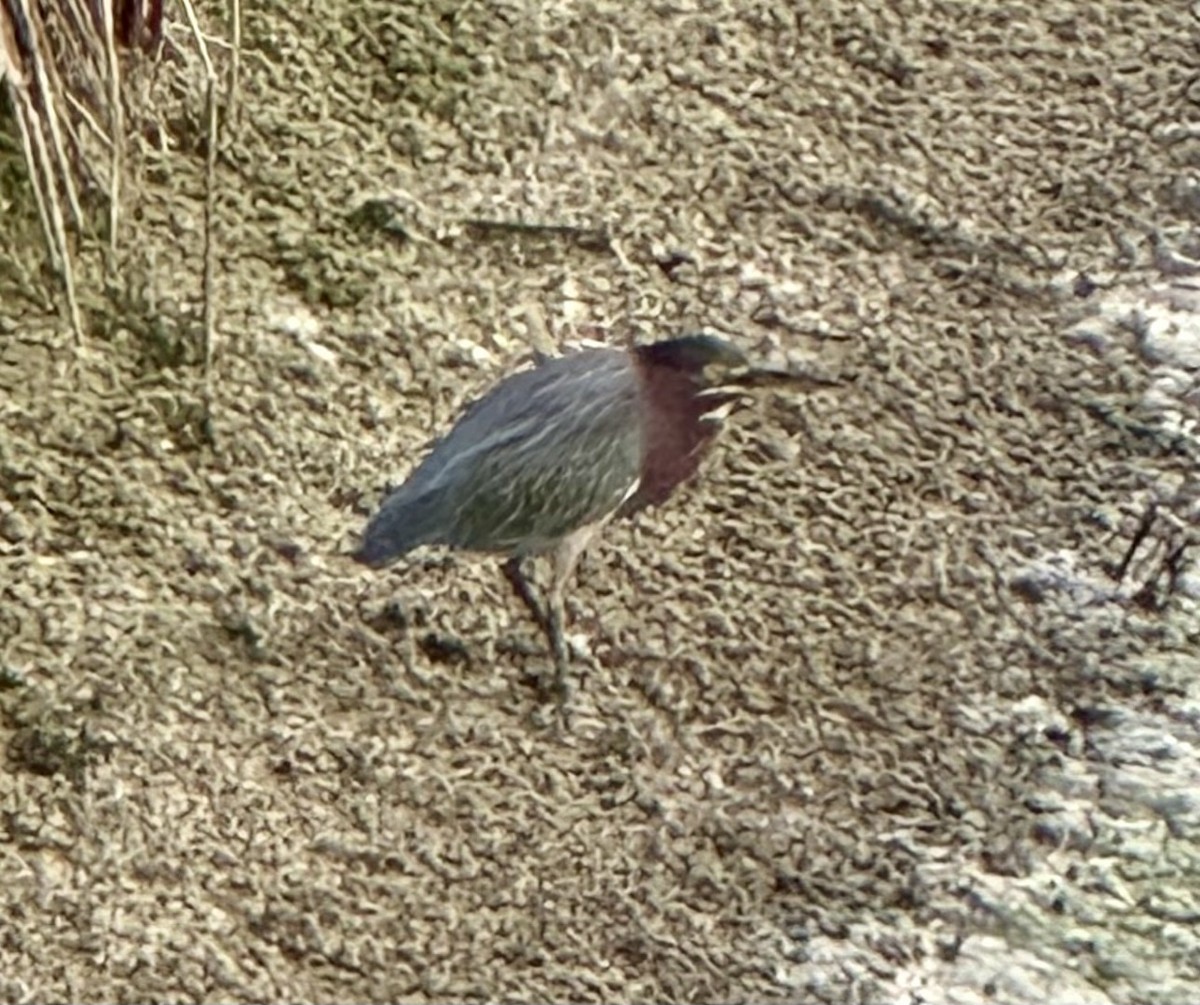 Green Heron - ML622996255