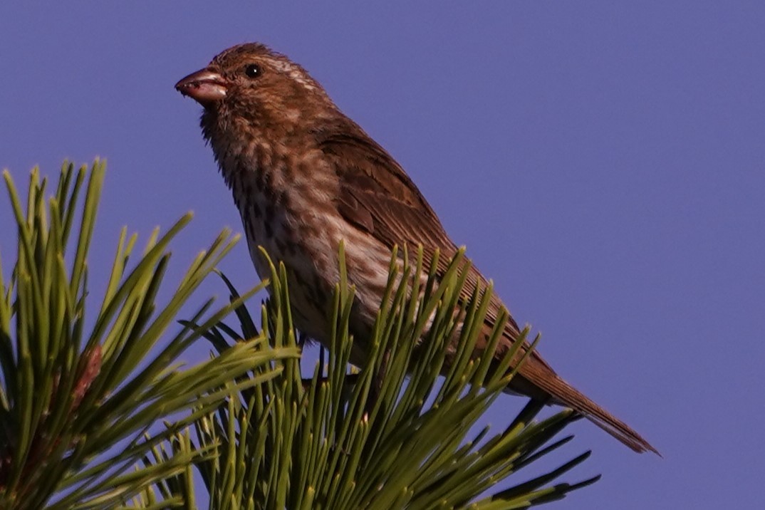 Purple Finch (Western) - ML622996341