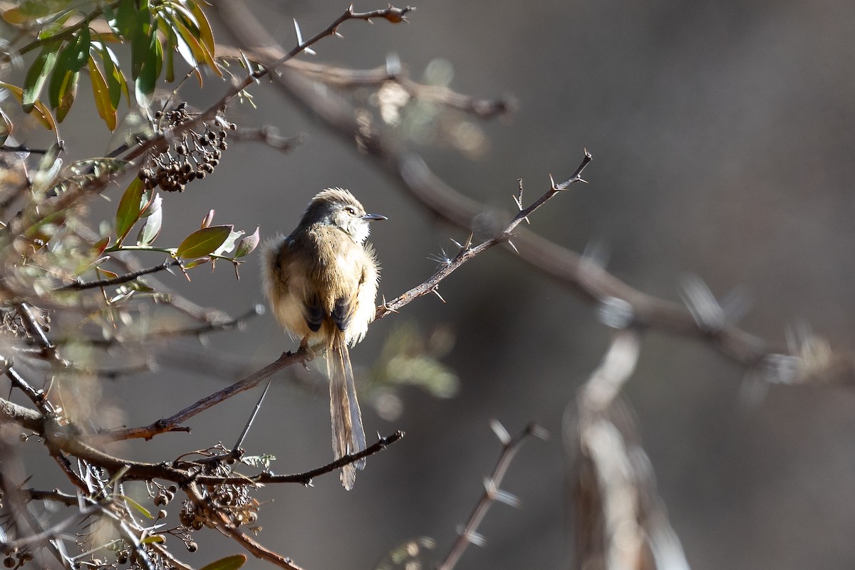 Tawny-flanked Prinia - Graham Possingham