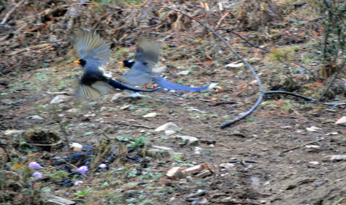 Yellow-billed Blue-Magpie - ML622996369