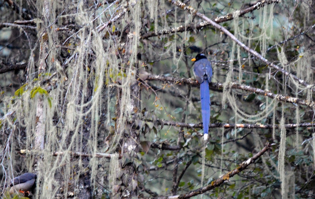 Yellow-billed Blue-Magpie - ML622996370