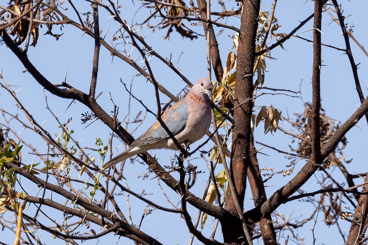 Laughing Dove - Graham Possingham