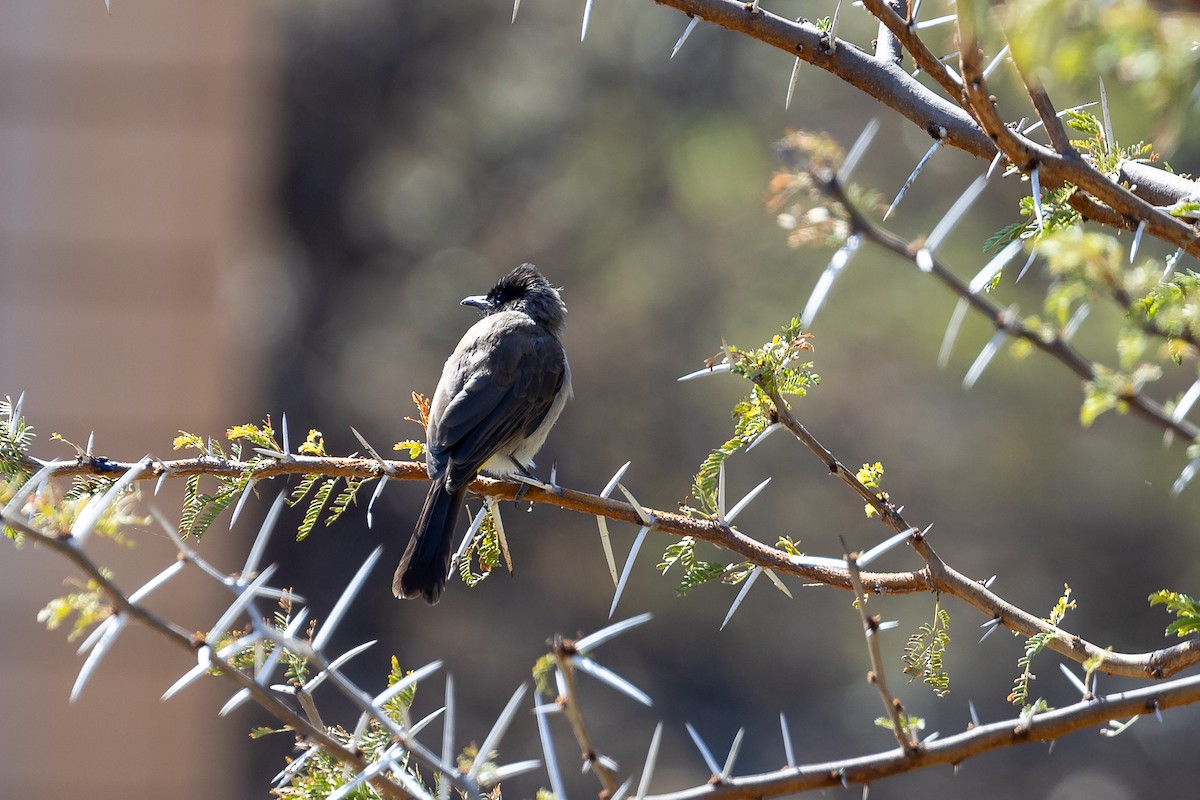 Bulbul Naranjero - ML622996442