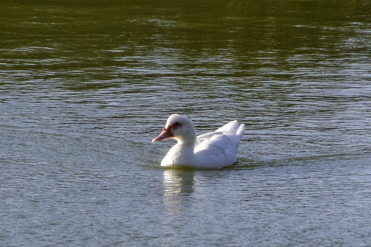 Muscovy Duck (Domestic type) - ML622996456