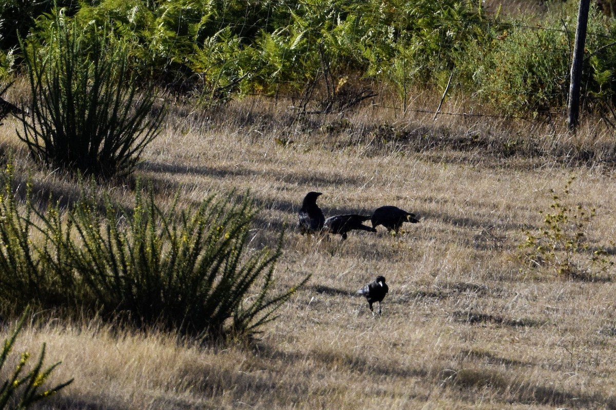 Carrion Crow - ML622996461