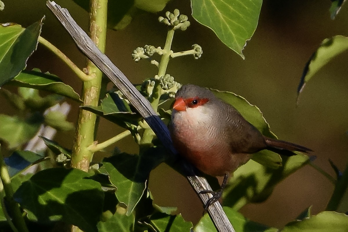 Common Waxbill - ML622996463