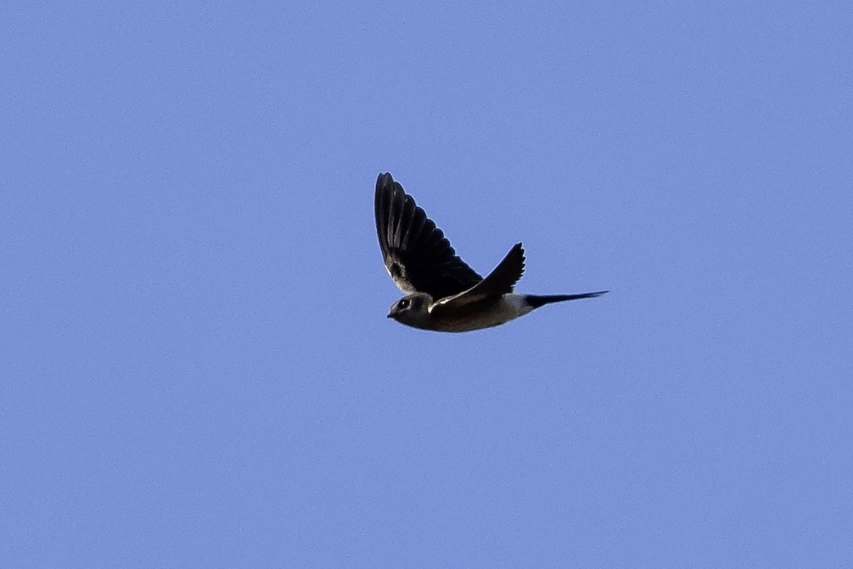 Red-rumped Swallow - ML622996477