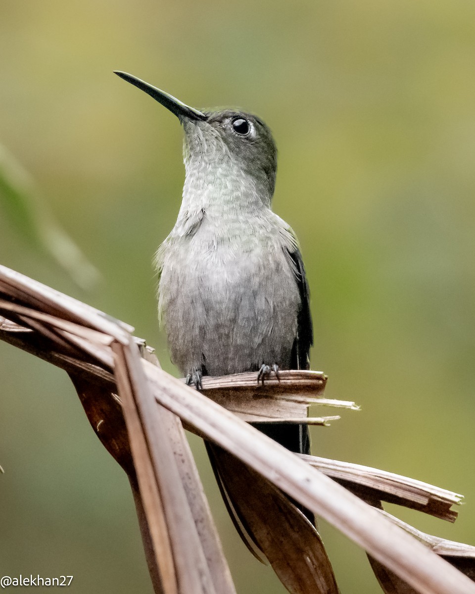 Sombre Hummingbird - Eleuterio Ramirez